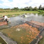 Peluang Bisnis yang Bisa Dijalankan di Pedesaan