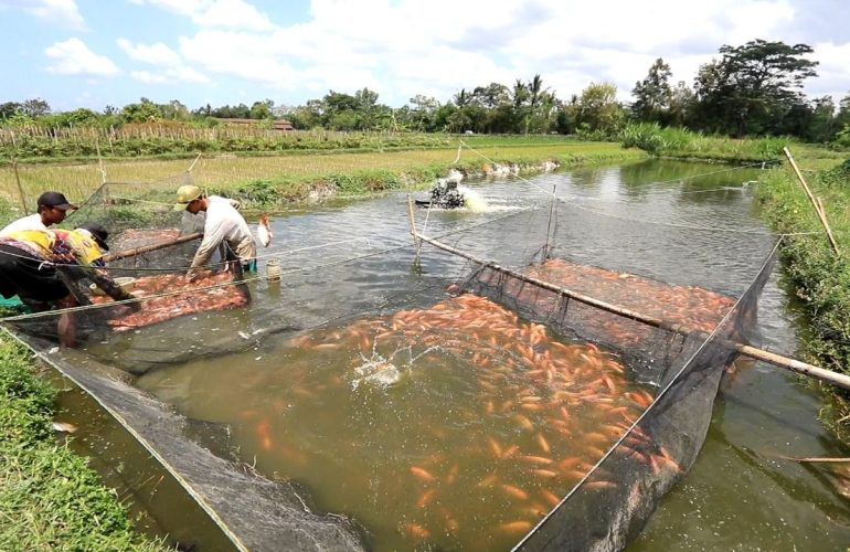 Peluang Bisnis yang Bisa Dijalankan di Pedesaan